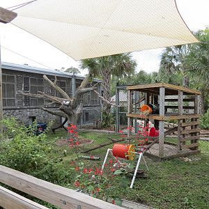 Florida: Mission Everglades - Bobcat OR Gray Fox OR Raccoon Rotational Exhibit 2