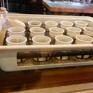 Poison-dart frog nursery