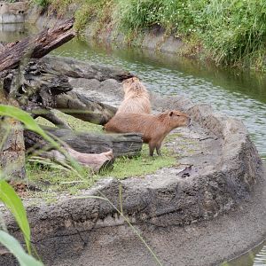Capybaras (Hydrochoerus hydrochaeris)