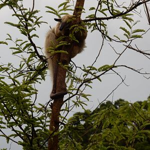 Southern tamandua (Tamandua tetradactyla)