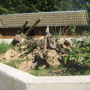 Skærup Zoo - Meerkat exhibit