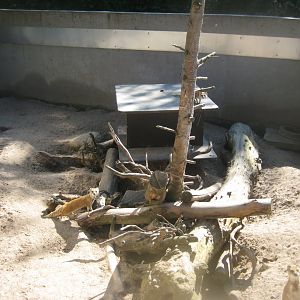 Skærup Zoo - Yellow mongoose exhibit