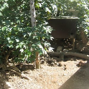 Skærup Zoo - Banded mongoose exhibit