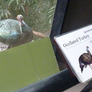Ocellated turkey with signage