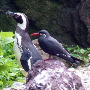 Inca tern and magellanic penguin
