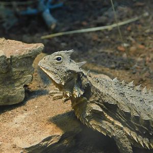 Mexican Giant Horned Lizard