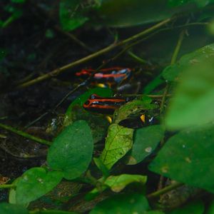 Uakari Poison Frog