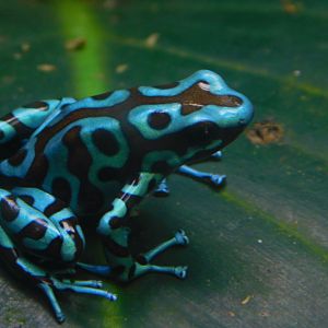 Variable Poison Frog