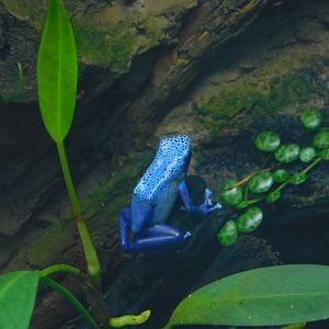 Blue Poison Frog