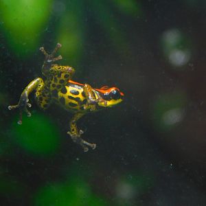 Uakari Poison Frog