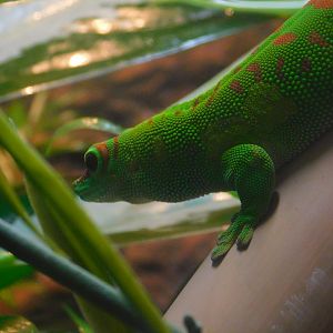 Giant Day Gecko