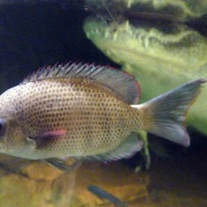 Paretroplus menarambo with Nile crocodile!