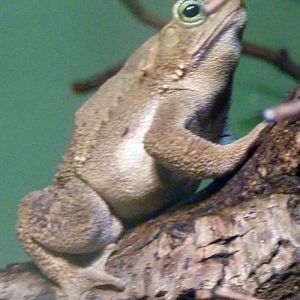 Unknown toad, please ID!