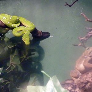 Emerald tree boa sharing exhibit with unknown toad species