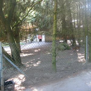 Skærup Zoo - Muntjac exhibit