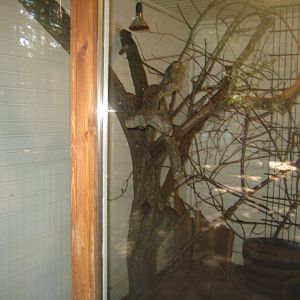 Skærup Zoo - Marmoset exhibit