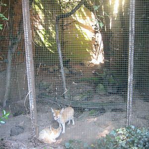 Skærup Zoo - Fox exhibit