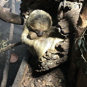 Sloth & Baby Sloth