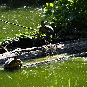 Log island with yellow-bellied sliders in the flamingo and crane pond, 2019-06-01