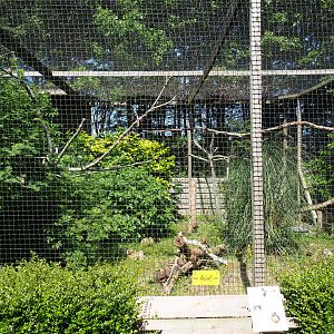 Spectacled owl aviary, 2019-06-01