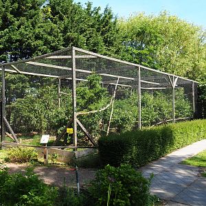 Ferruginous hawk aviary, 2019-06-01