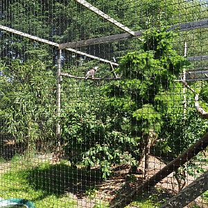 Ferruginous hawk aviary, 2019-06-01