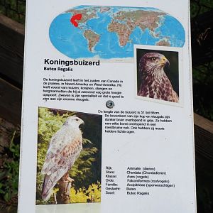Sign Ferruginous hawk, 2019-06-01