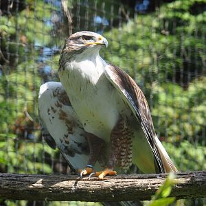 Ferruginous hawk (Buteo regalis), 2019-06-01