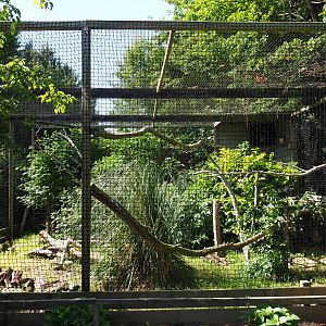 Spectacled owl aviary, 2019-06-01