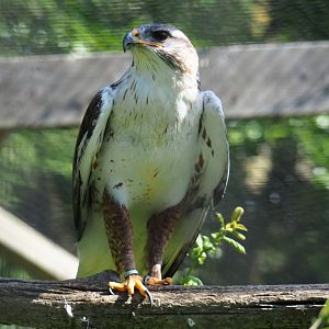 Ferruginous hawk (Buteo regalis), 2019-06-01