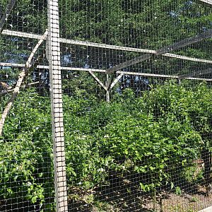 Ferruginous hawk aviary, 2019-06-01
