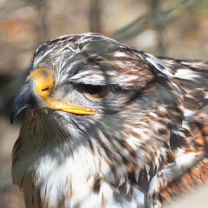 Ferruginous hawk (Buteo regalis), 2019-06-01