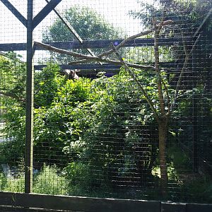 Eurasian eagle owl aviary, 2019-06-01