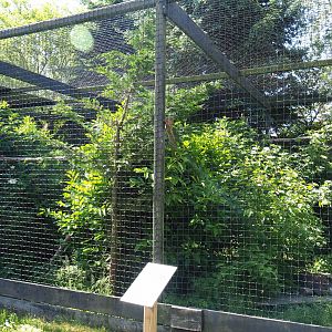Eurasian eagle owl aviary, 2019-06-01