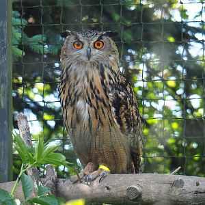 Eurasian eagle owl (Bubo bubo bubo), 2019-06-01