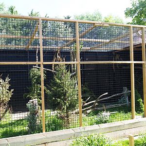 Snowy owl aviary, 2019-06-01