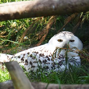 Snowy owl (Bubo scandiacus), 2019-06-01
