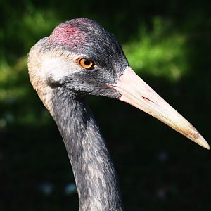 Eurasian crane (Grus grus grus), 2019-06-01