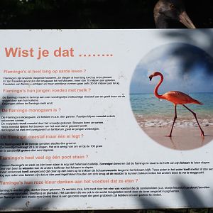 Flamingo facts sign, 2019-06-01