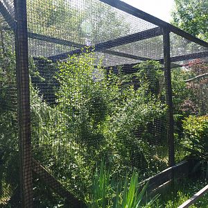 Chaco owl aviary, 2019-06-01