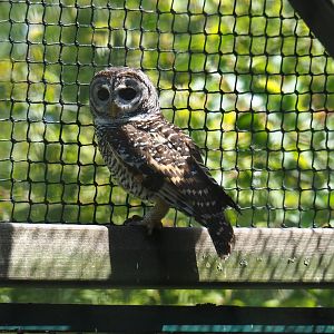 Chaco owl (Strix chacoensis), 2019-06-01