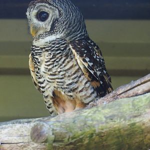 Chaco owl (Strix chacoensis), 2019-06-01