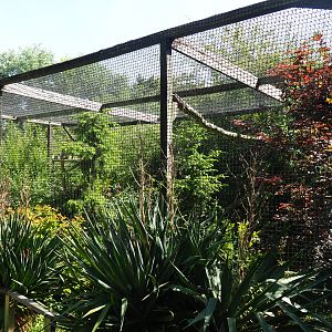 Chaco owl aviary, 2019-06-01