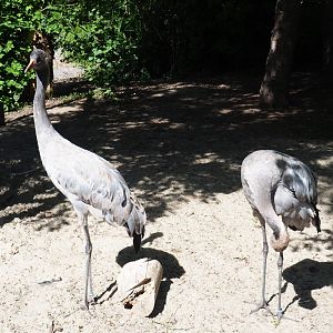 Eurasian crane pair (Grus grus grus), 2019-06-01