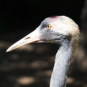 Eurasian crane (Grus grus grus), 2019-06-01