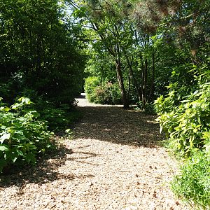 Naturalistic pathway in the park, 2019-06-01
