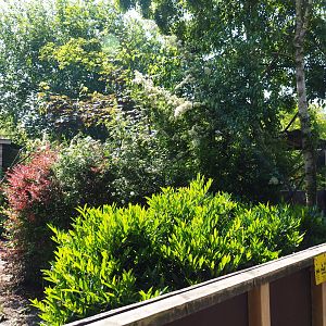 Ring-tailed coati exhibit, 2019-06-01