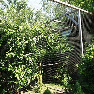 Little owl aviary, 2019-06-01