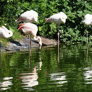 Greater flamingos (Phoenicopterus roseus), 2019-06-01