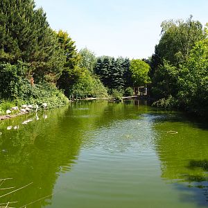 Greater flamingo and Eurasian crane pond, 2019-06-01
